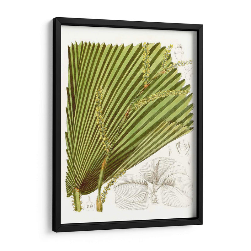 Palm Melange I - Curtis | Cuadro decorativo de Canvas Lab