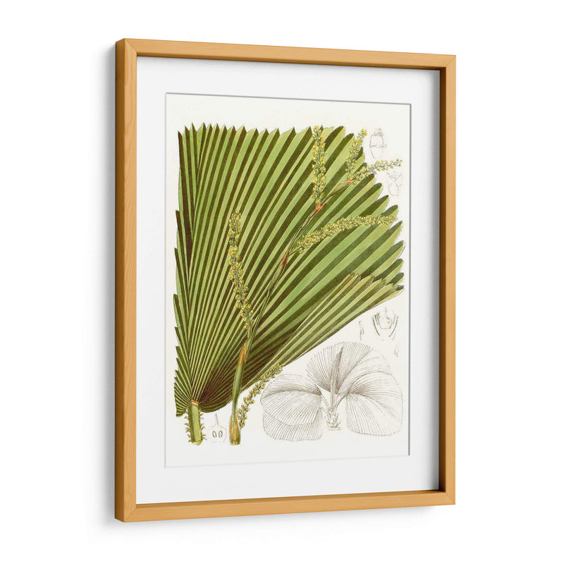 Palm Melange I - Curtis | Cuadro decorativo de Canvas Lab