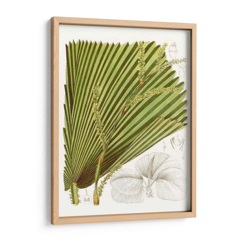 Palm Melange I - Curtis | Cuadro decorativo de Canvas Lab