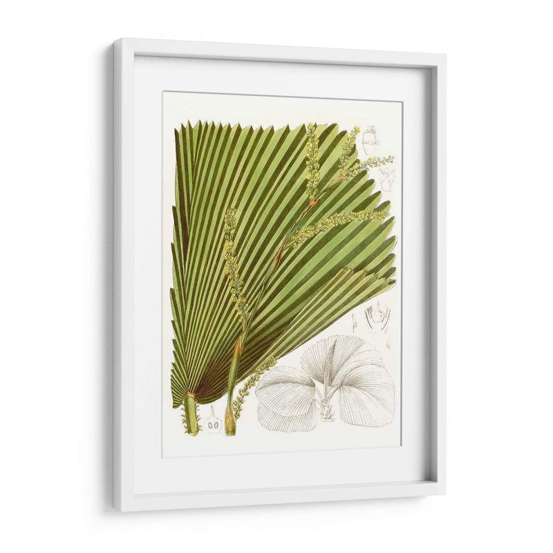 Palm Melange I - Curtis | Cuadro decorativo de Canvas Lab