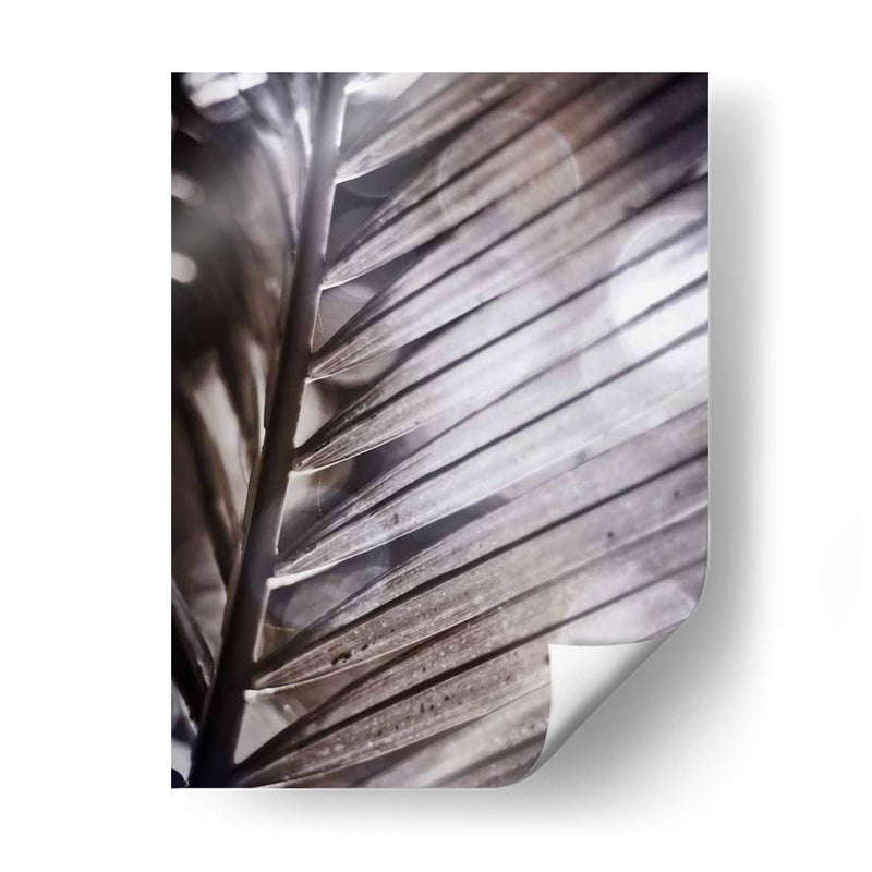 Frond Ii Plateado - Emily Robinson | Cuadro decorativo de Canvas Lab