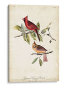 Cardinal Común Grosbeak - John James Audubon | Cuadro decorativo de Canvas Lab