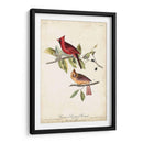 Cardinal Común Grosbeak - John James Audubon | Cuadro decorativo de Canvas Lab