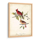 Cardinal Común Grosbeak - John James Audubon | Cuadro decorativo de Canvas Lab