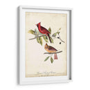 Cardinal Común Grosbeak - John James Audubon | Cuadro decorativo de Canvas Lab