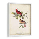 Cardinal Común Grosbeak - John James Audubon | Cuadro decorativo de Canvas Lab