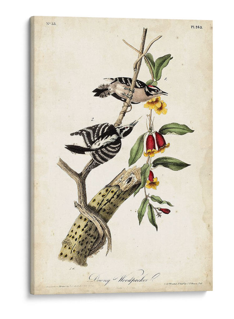 Pájaro Carpintero - John James Audubon | Cuadro decorativo de Canvas Lab
