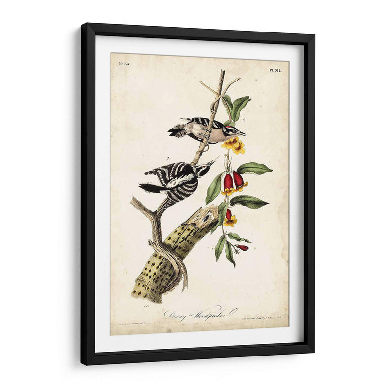 Pájaro Carpintero - John James Audubon | Cuadro decorativo de Canvas Lab