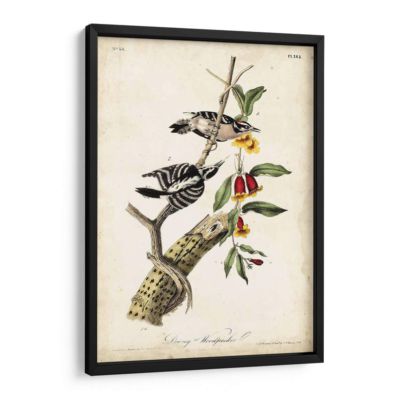 Pájaro Carpintero - John James Audubon | Cuadro decorativo de Canvas Lab