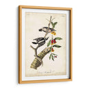 Pájaro Carpintero - John James Audubon | Cuadro decorativo de Canvas Lab