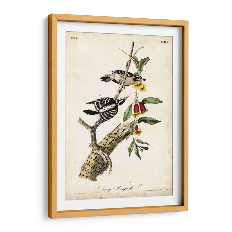 Pájaro Carpintero - John James Audubon | Cuadro decorativo de Canvas Lab