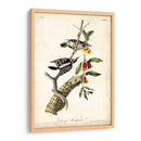 Pájaro Carpintero - John James Audubon | Cuadro decorativo de Canvas Lab