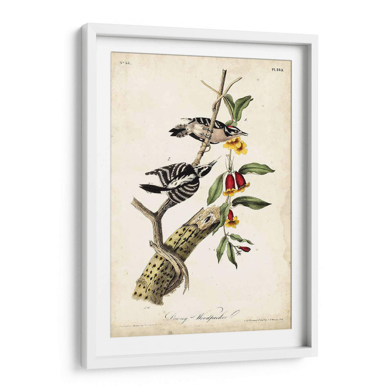 Pájaro Carpintero - John James Audubon | Cuadro decorativo de Canvas Lab