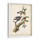 Pájaro Carpintero - John James Audubon | Cuadro decorativo de Canvas Lab