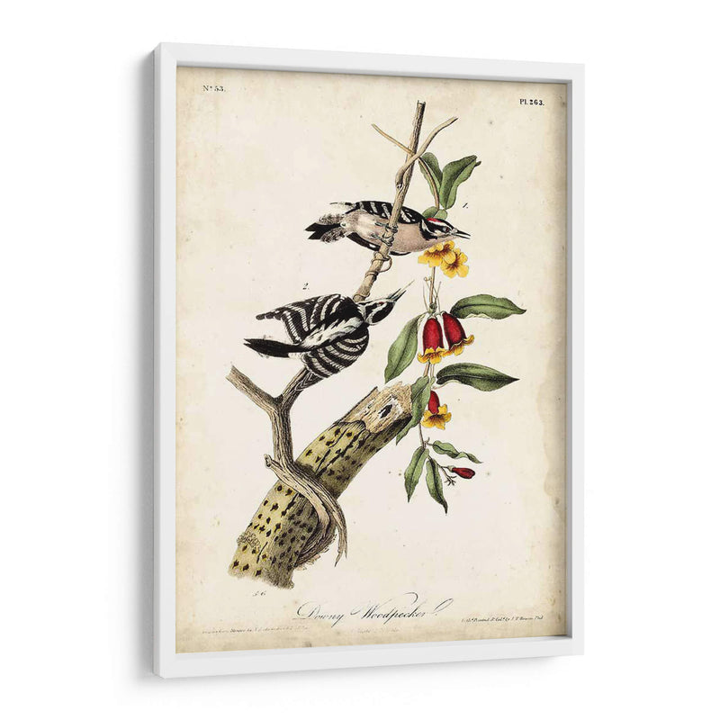 Pájaro Carpintero - John James Audubon | Cuadro decorativo de Canvas Lab