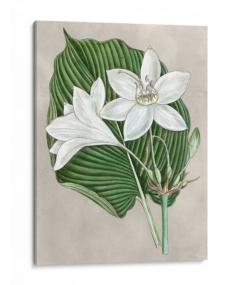 Alabaster Blooms Iii - Curtis | Cuadro decorativo de Canvas Lab