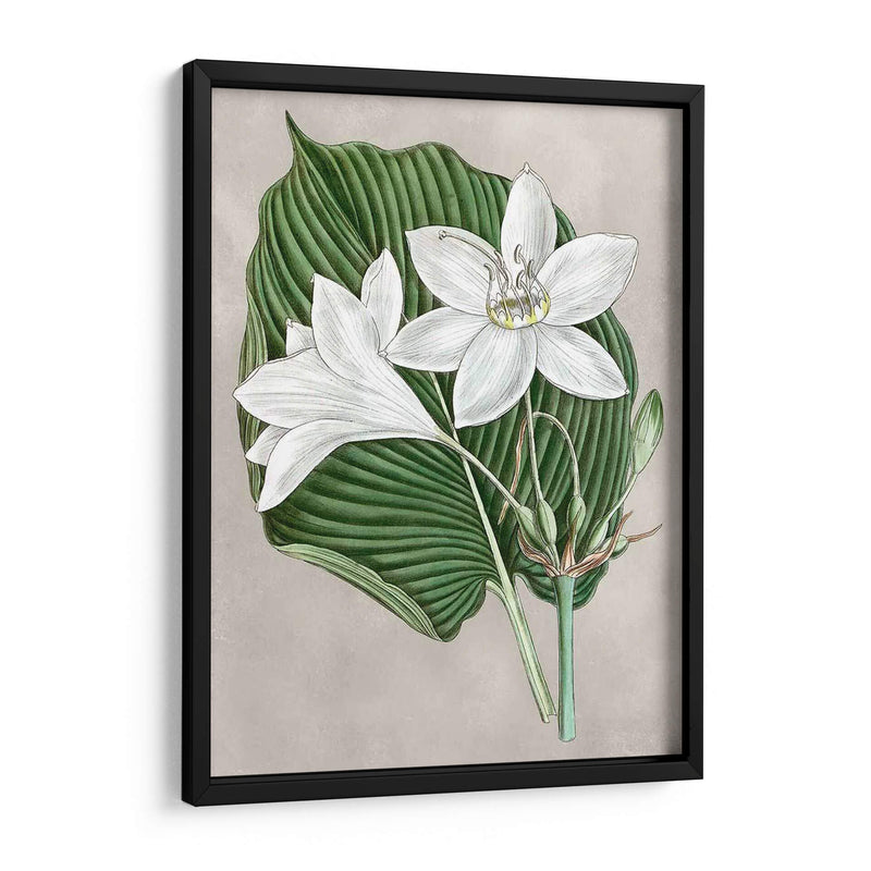 Alabaster Blooms Iii - Curtis | Cuadro decorativo de Canvas Lab