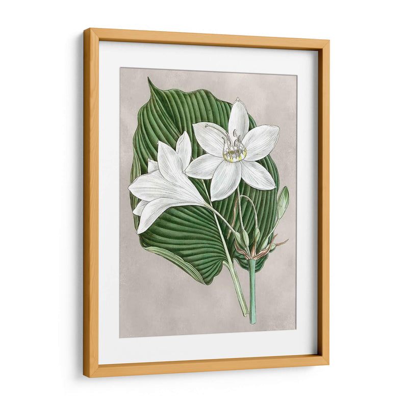 Alabaster Blooms Iii - Curtis | Cuadro decorativo de Canvas Lab