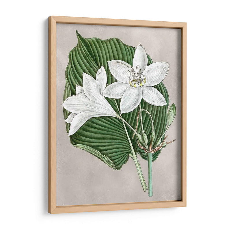 Alabaster Blooms Iii - Curtis | Cuadro decorativo de Canvas Lab