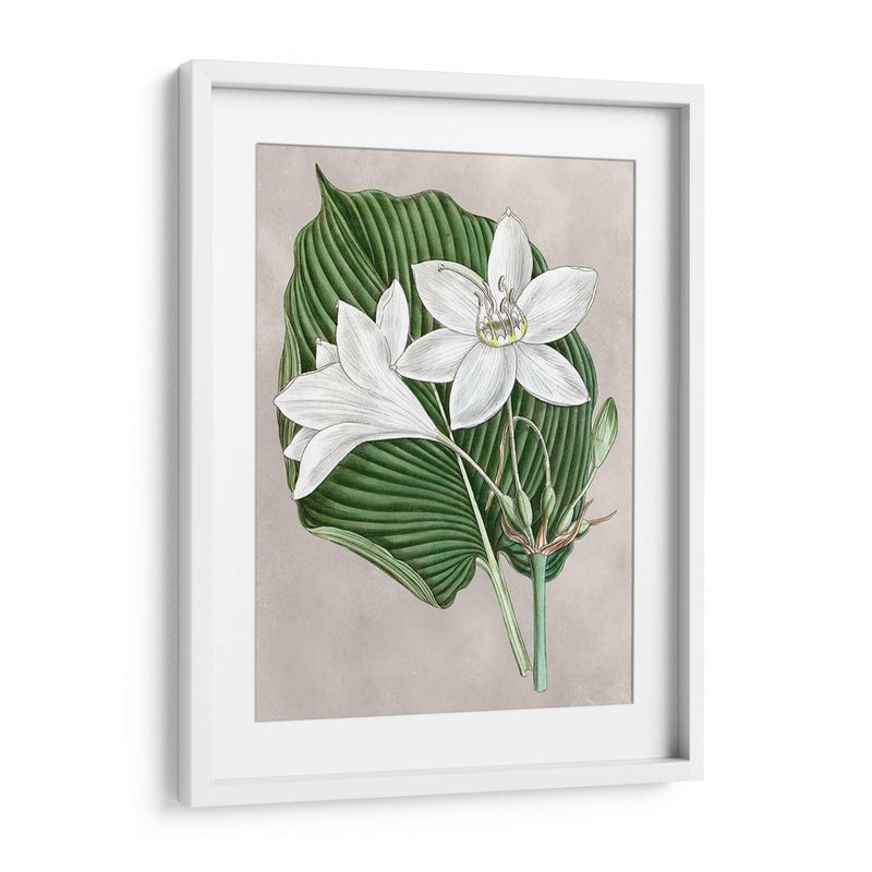 Alabaster Blooms Iii - Curtis | Cuadro decorativo de Canvas Lab