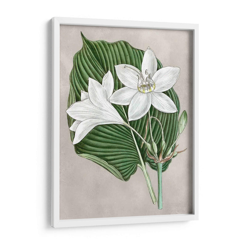 Alabaster Blooms Iii - Curtis | Cuadro decorativo de Canvas Lab