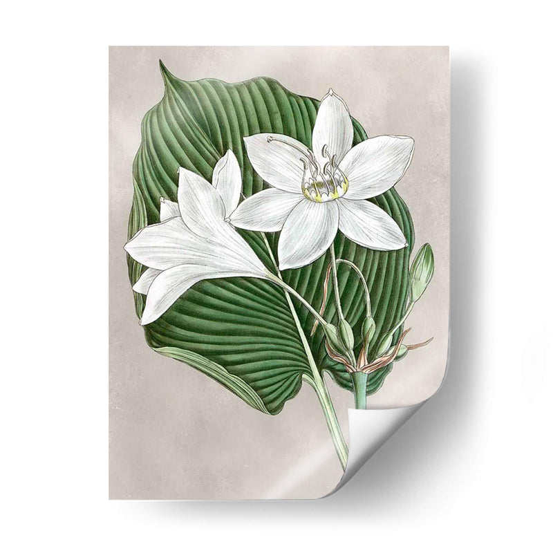 Alabaster Blooms Iii - Curtis | Cuadro decorativo de Canvas Lab