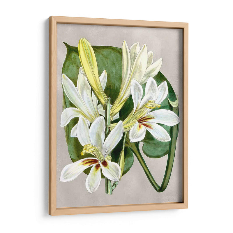 Alabaster Blooms Iv - Curtis | Cuadro decorativo de Canvas Lab