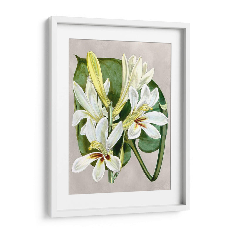 Alabaster Blooms Iv - Curtis | Cuadro decorativo de Canvas Lab