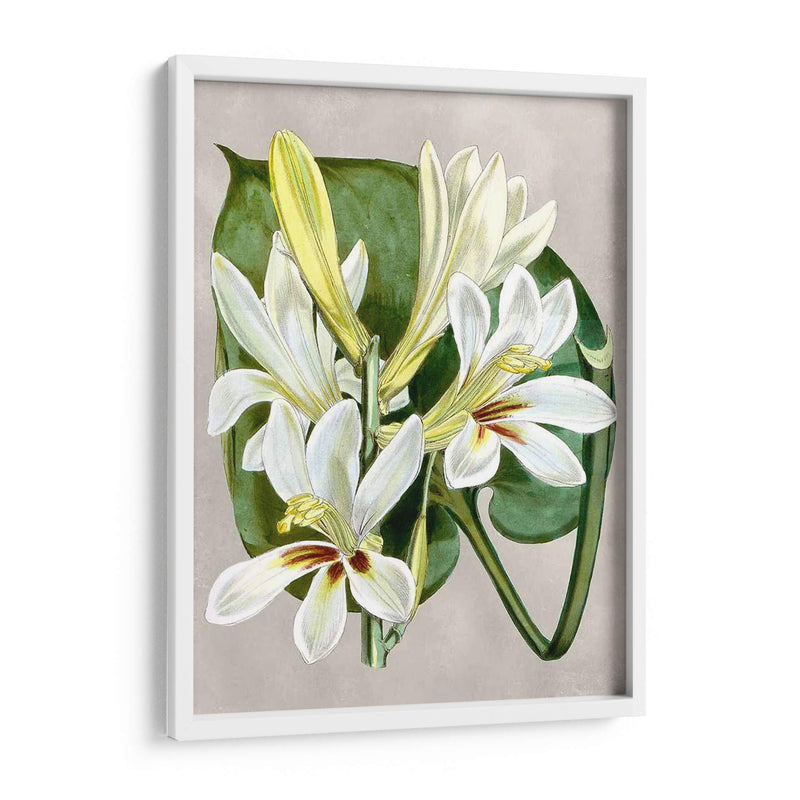 Alabaster Blooms Iv - Curtis | Cuadro decorativo de Canvas Lab