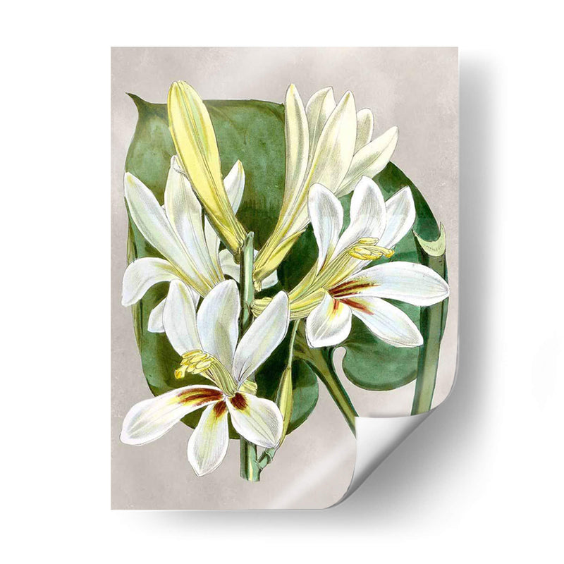 Alabaster Blooms Iv - Curtis | Cuadro decorativo de Canvas Lab