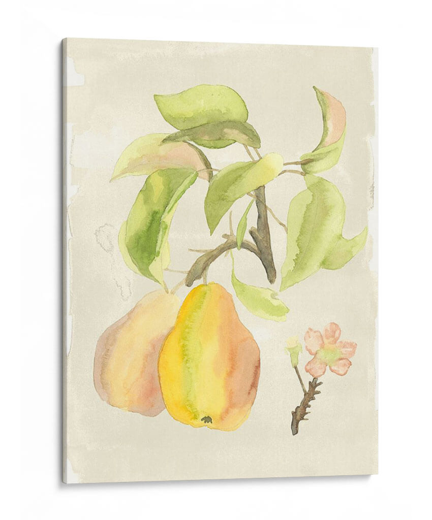 Acuarela Personalizada Fruta Iii (Ash) - Naomi McCavitt | Cuadro decorativo de Canvas Lab