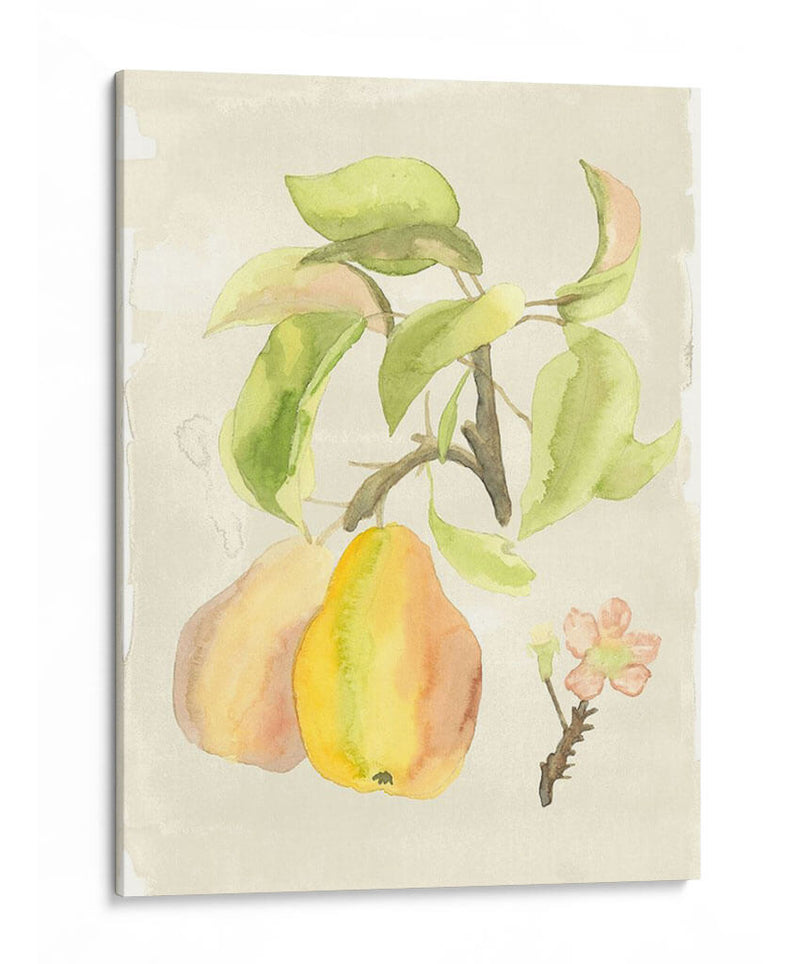 Acuarela Personalizada Fruta Iii (Ash) - Naomi McCavitt | Cuadro decorativo de Canvas Lab