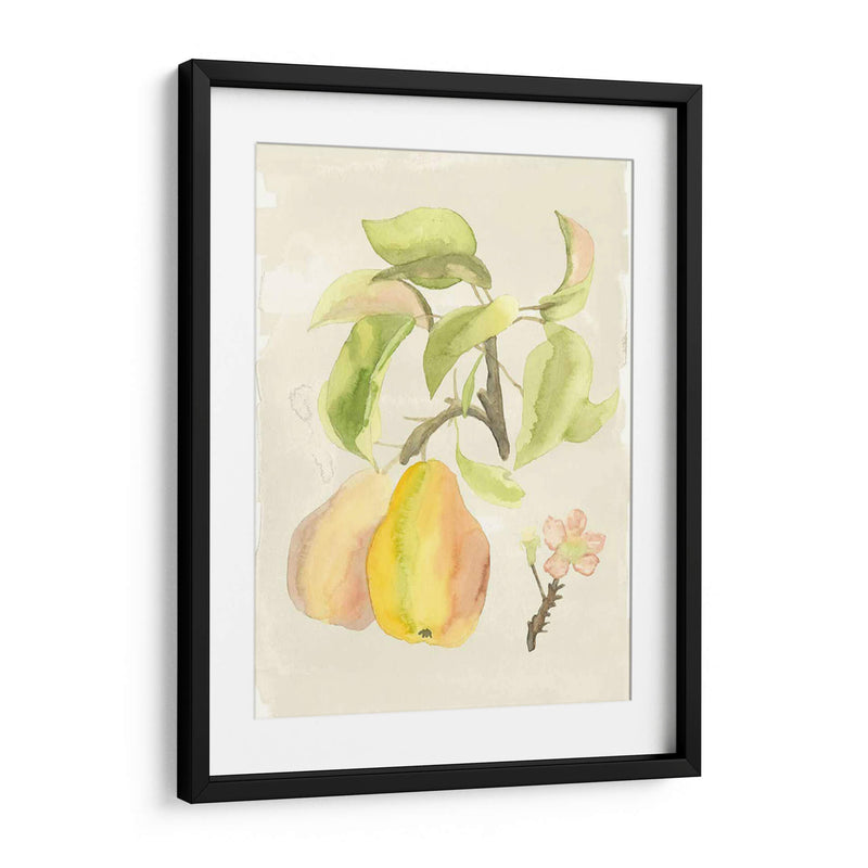 Acuarela Personalizada Fruta Iii (Ash) - Naomi McCavitt | Cuadro decorativo de Canvas Lab