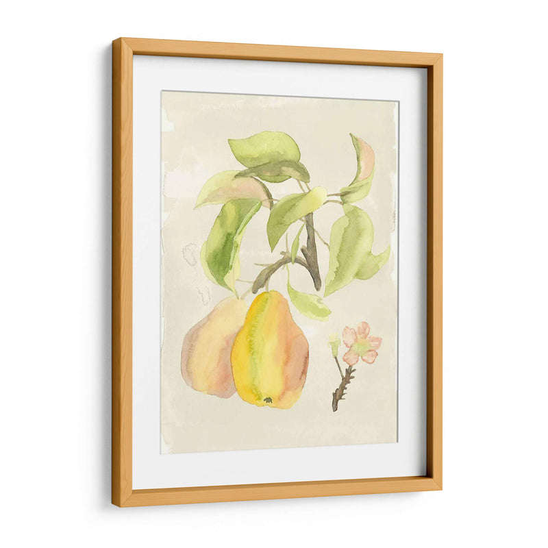 Acuarela Personalizada Fruta Iii (Ash) - Naomi McCavitt | Cuadro decorativo de Canvas Lab