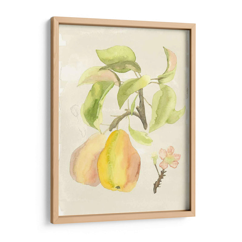 Acuarela Personalizada Fruta Iii (Ash) - Naomi McCavitt | Cuadro decorativo de Canvas Lab