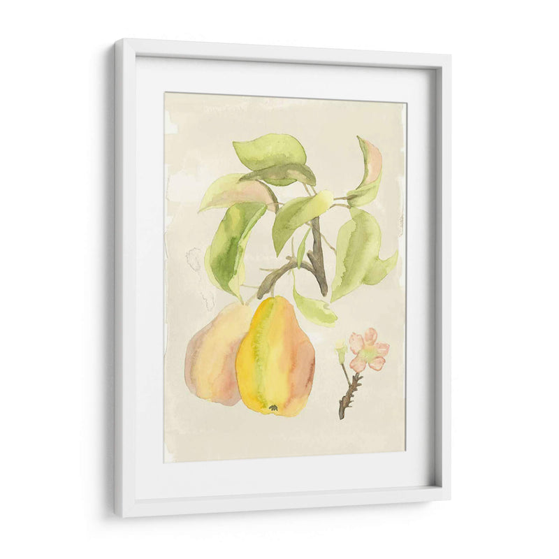 Acuarela Personalizada Fruta Iii (Ash) - Naomi McCavitt | Cuadro decorativo de Canvas Lab