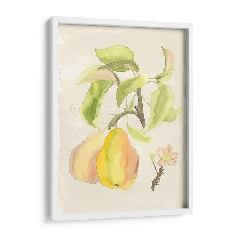 Acuarela Personalizada Fruta Iii (Ash) - Naomi McCavitt | Cuadro decorativo de Canvas Lab