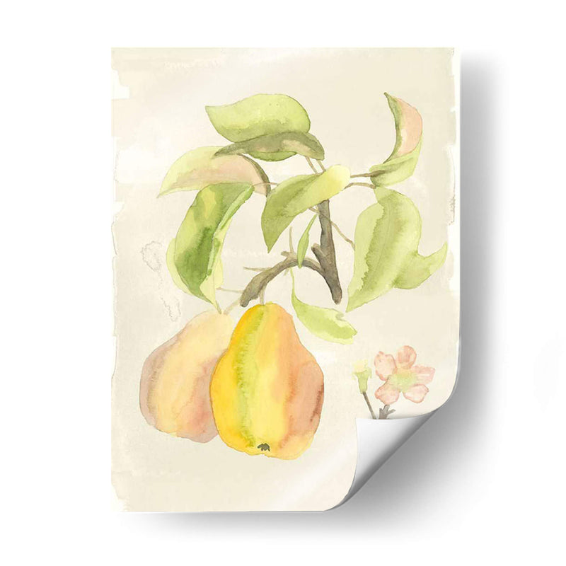 Acuarela Personalizada Fruta Iii (Ash) - Naomi McCavitt | Cuadro decorativo de Canvas Lab