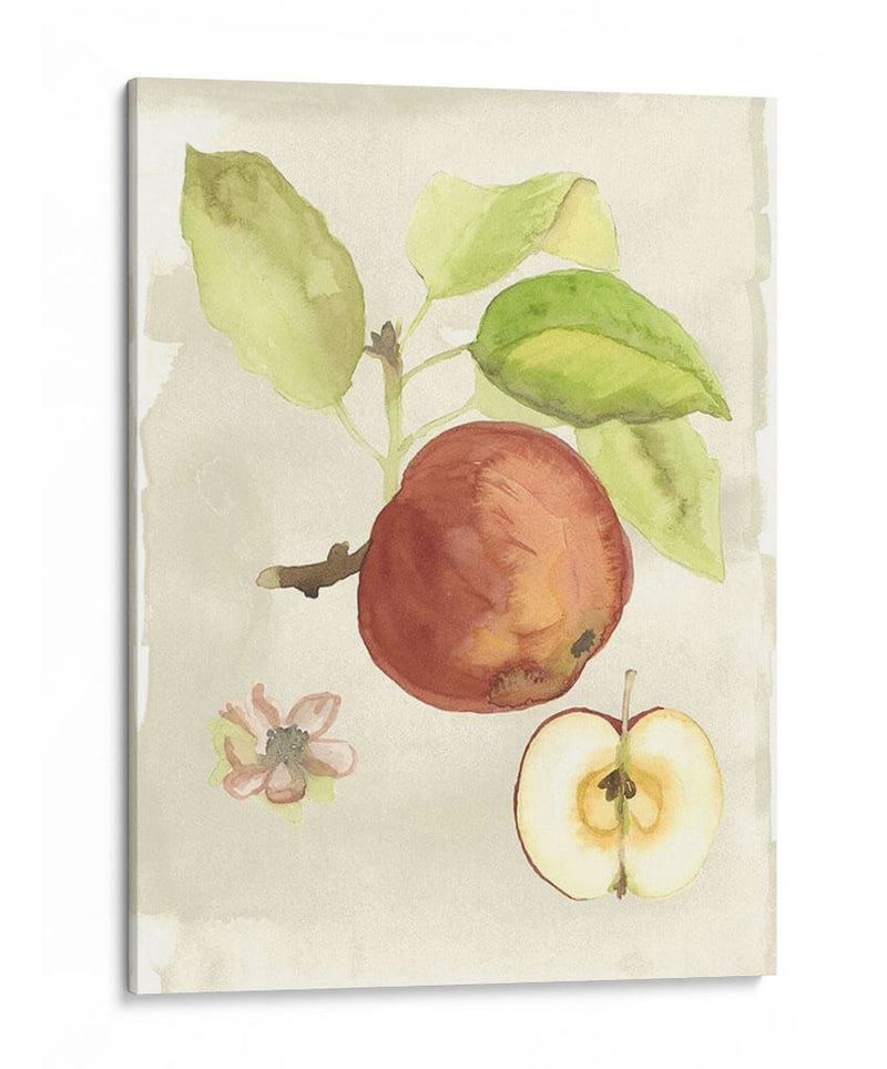 Acuarela Personalizada Fruta Iv (Ash) - Naomi McCavitt | Cuadro decorativo de Canvas Lab