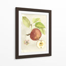 Acuarela Personalizada Fruta Iv (Ash) - Naomi McCavitt | Cuadro decorativo de Canvas Lab