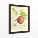 Acuarela Personalizada Fruta Iv (Ash) - Naomi McCavitt | Cuadro decorativo de Canvas Lab