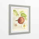 Acuarela Personalizada Fruta Iv (Ash) - Naomi McCavitt | Cuadro decorativo de Canvas Lab