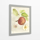 Acuarela Personalizada Fruta Iv (Ash) - Naomi McCavitt | Cuadro decorativo de Canvas Lab
