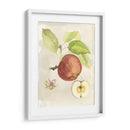 Acuarela Personalizada Fruta Iv (Ash) - Naomi McCavitt | Cuadro decorativo de Canvas Lab