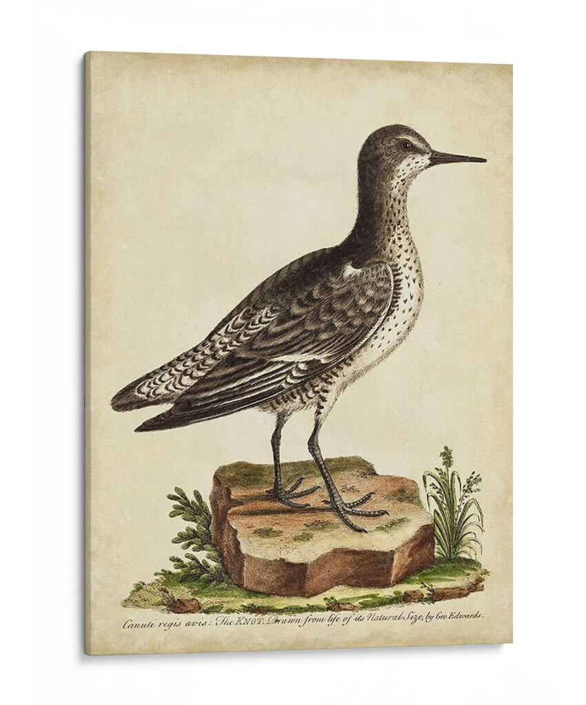 Menagerie De Pájaro Antiguo V - George Edwards | Cuadro decorativo de Canvas Lab