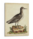 Menagerie De Pájaro Antiguo V - George Edwards | Cuadro decorativo de Canvas Lab