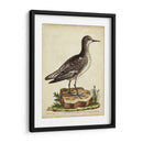 Menagerie De Pájaro Antiguo V - George Edwards | Cuadro decorativo de Canvas Lab