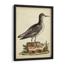 Menagerie De Pájaro Antiguo V - George Edwards | Cuadro decorativo de Canvas Lab