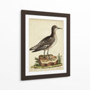Menagerie De Pájaro Antiguo V - George Edwards | Cuadro decorativo de Canvas Lab