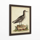 Menagerie De Pájaro Antiguo V - George Edwards | Cuadro decorativo de Canvas Lab